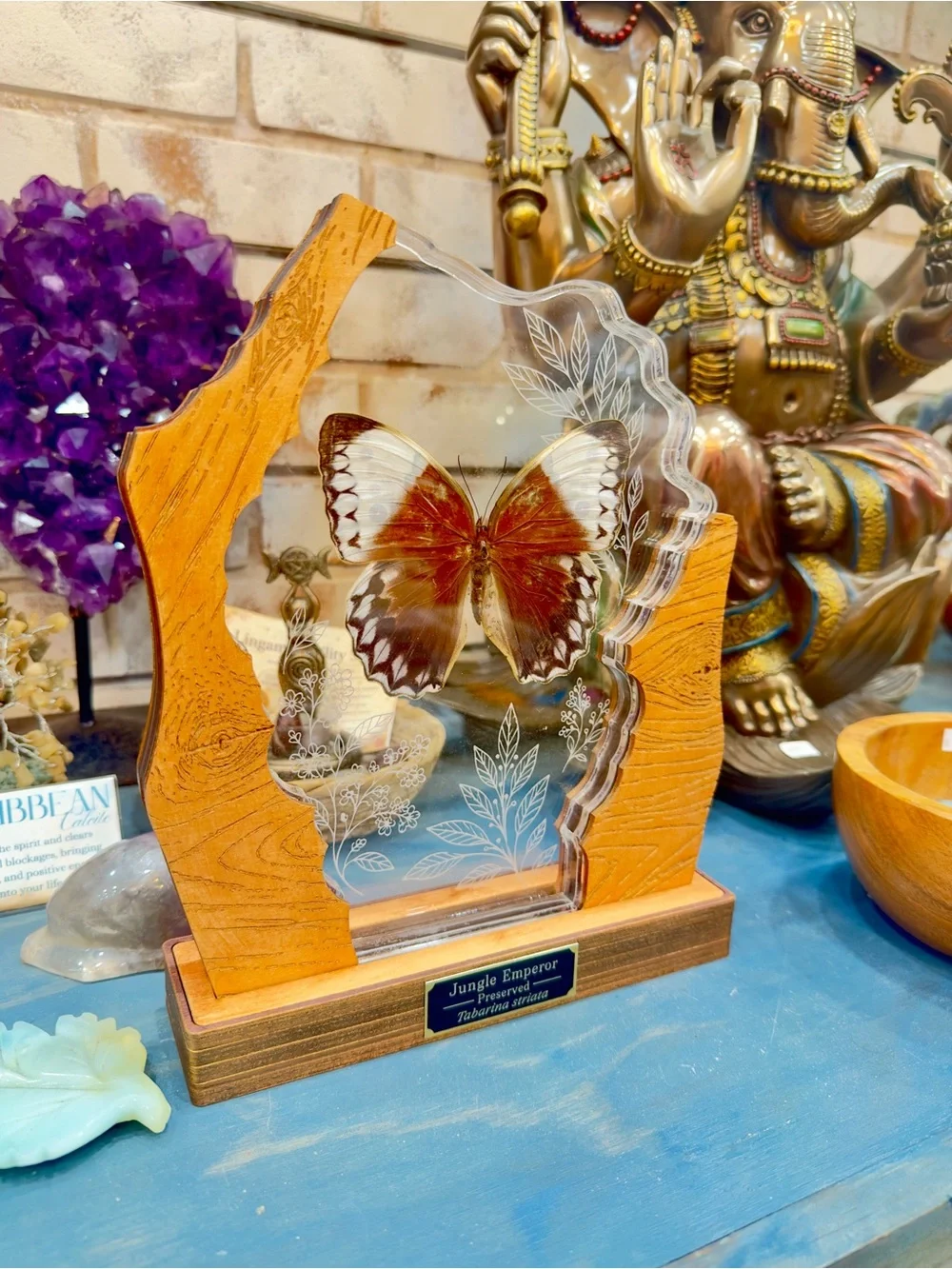 Preserved Jungle Emperor Butterfly display in Brown and Cream